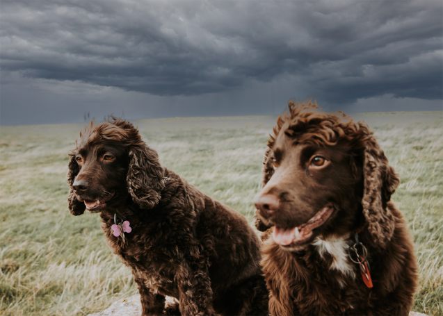 Two brown spaniels with stormy sky